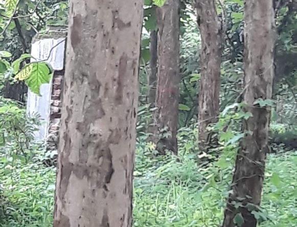 DIJUAL LAHAN KEBUN JATI DI ANDIR JATIWANGI MAJALENGKA