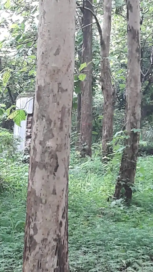 DIJUAL LAHAN KEBUN JATI DI ANDIR JATIWANGI MAJALENGKA