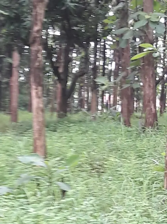 DIJUAL LAHAN KEBUN JATI DI ANDIR JATIWANGI MAJALENGKA 2
