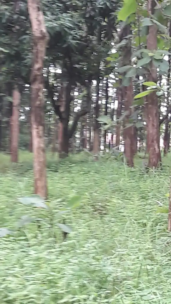 DIJUAL LAHAN KEBUN JATI DI ANDIR JATIWANGI MAJALENGKA 2