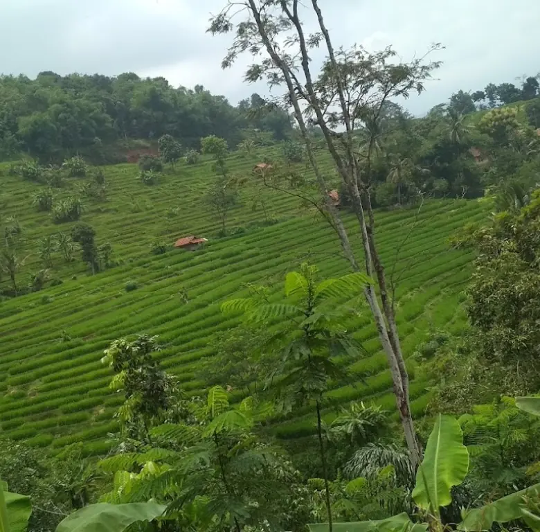 DIJUAL TANAH KEBUN DI MULYAJAYA WADO SUMEDANG