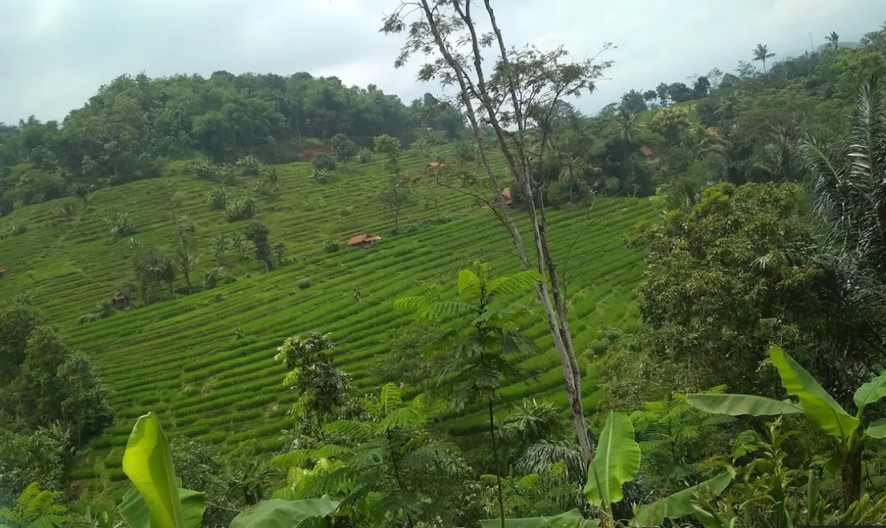 DIJUAL TANAH KEBUN DI MULYAJAYA WADO SUMEDANG