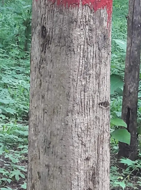 DIJUAL LAHAN KEBUN JATI DI ANDIR JATIWANGI MAJALENGKA 3