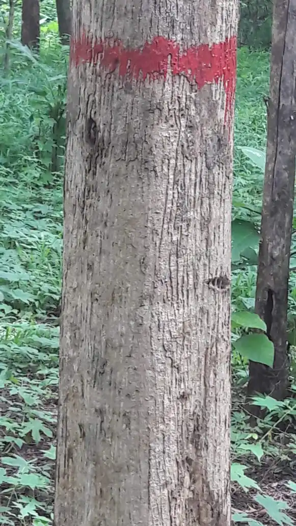 DIJUAL LAHAN KEBUN JATI DI ANDIR JATIWANGI MAJALENGKA 3