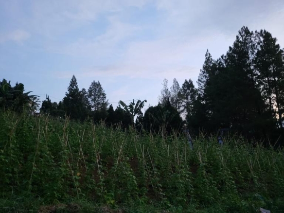 Kavling Di Villa Cherry 2 Cipanas Jawa Barat