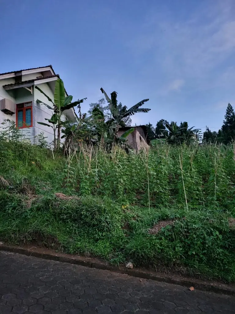 Kavling Di Villa Cherry 2 Cipanas Jawa Barat 4