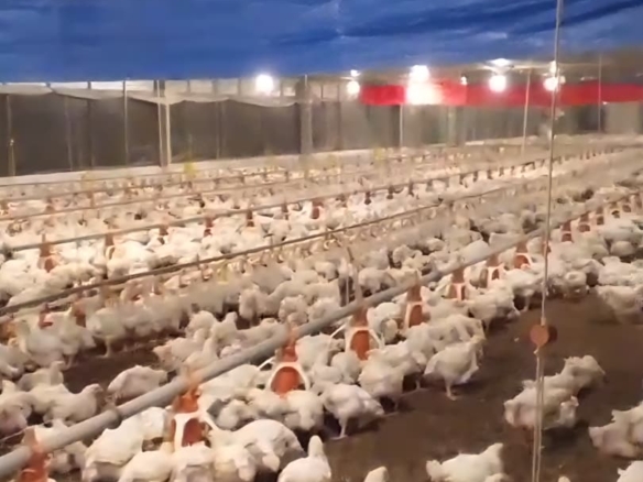 jual peternakan ayam