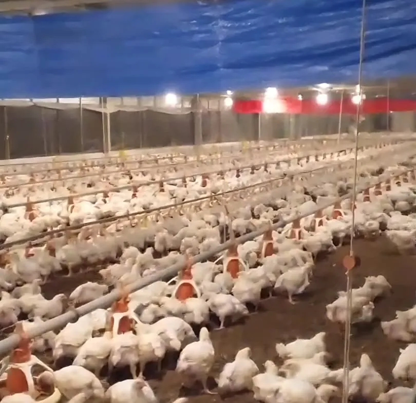 jual peternakan ayam